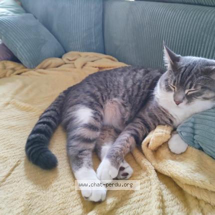 Photo 1/1 Chat retrouvé Perdu à Montargis