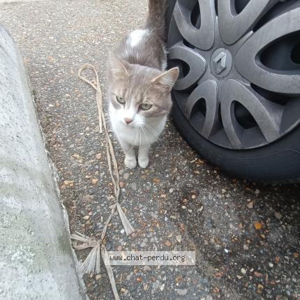 Photo de chat trouvé à Villebon Sur Yvette