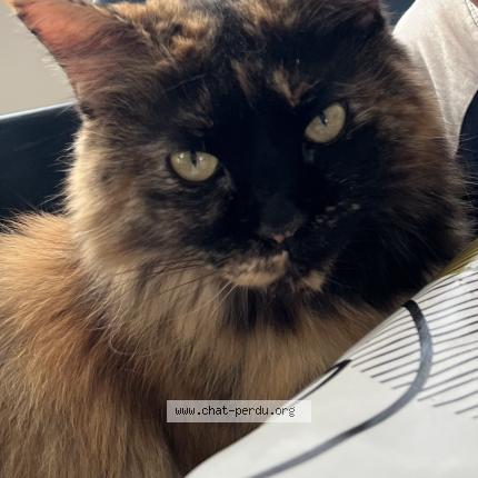 Photo de chat perdu à Somain