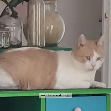 Photo de chat perdu à Toulouse