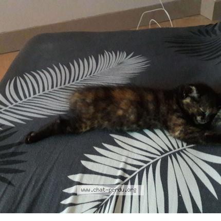 Photo de chat perdu à Grezillac