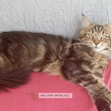 Photo 1/1 Chat retrouvé Perdu à Montfaucon montigne