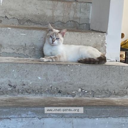 Photo de chat perdu à Nanterre