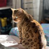 Photo de chat perdu à Saint Jacut Les Pins