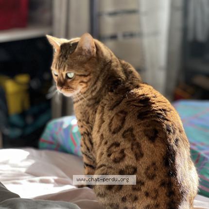 Photo 1/1 Lullaby Chat perdu à Saint jacut les pins