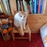 Photo de chat perdu à La Menitre