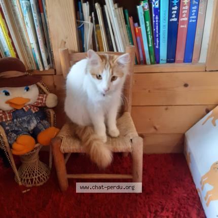 Photo 1/1 Chat retrouvé Perdu à La menitre