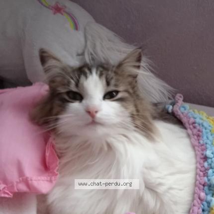 Photo de chat perdu à Pionnat