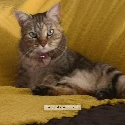 Photo 1/1 Chat retrouvé Perdu à Les Mathes