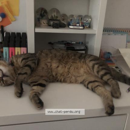 Photo de chat perdu à Sault
