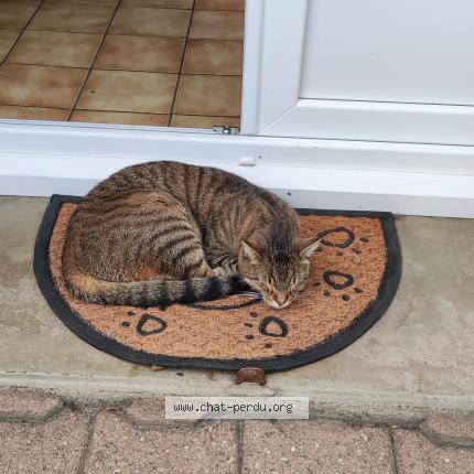 Photo de chat perdu à Roanne