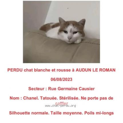 Photo 1/1 Chat retrouvé Perdu à Audun Le Roman