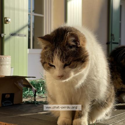 Photo de chat perdu à La Boissiere