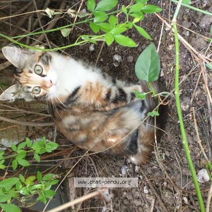 Photo de chat trouvé à Etoile Sur Rhone
