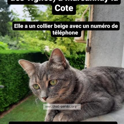 Photo 1/1 Chat retrouvé Perdu à Marsannay La Cote