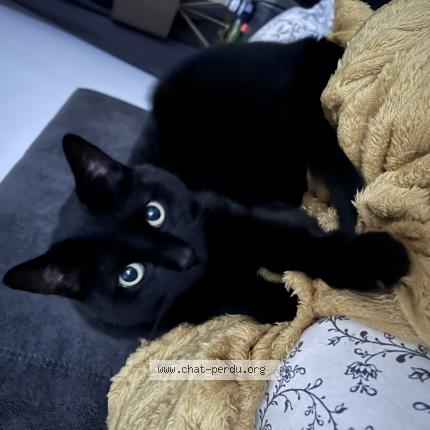 Photo de chat perdu à Fresnes Sur Escaut