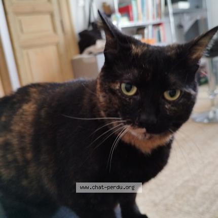 Photo 1/1 Chat retrouvé Perdu à Aimargues