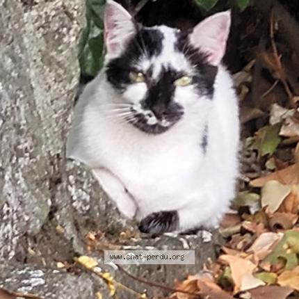 Photo 1/1 Chat retrouvé Trouvé à Talence