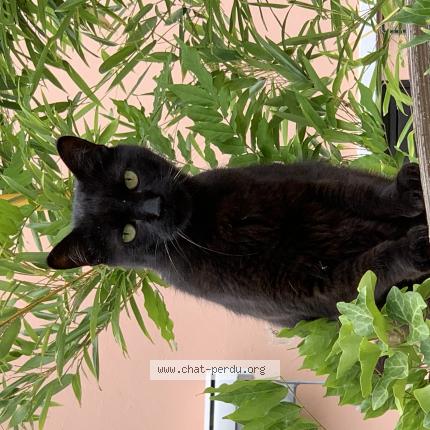 Photo de chat trouvé à Toulouse