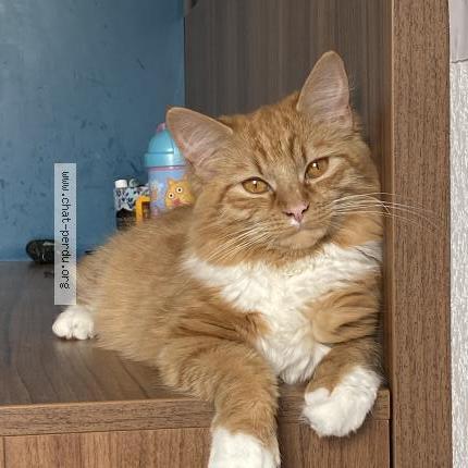 Photo de chat perdu à St Gely Du Fesc