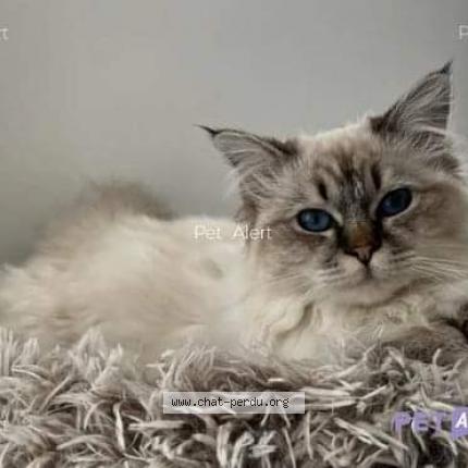 Photo de chat perdu à Locmariaquer
