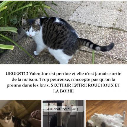 Photo de chat perdu à Limoges