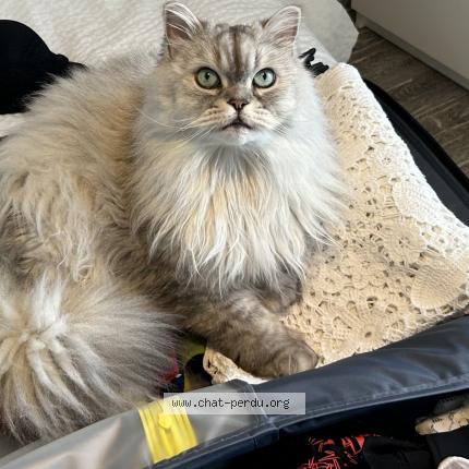 Photo de chat perdu à Biarritz