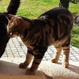 Photo de chat perdu à Contes