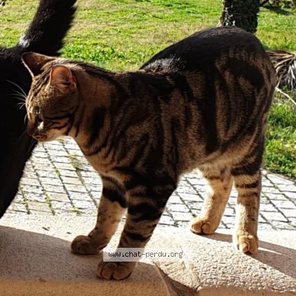 Photo 1/3 LUMIO Chat perdu à Contes