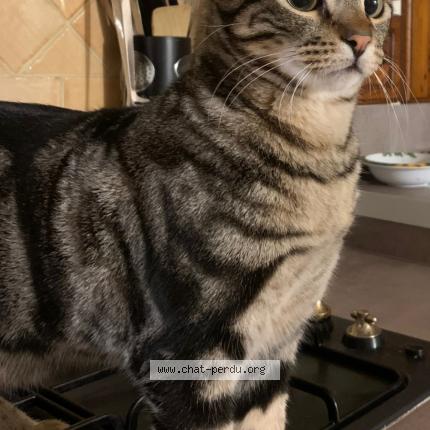 Photo 2/3 LUMIO Chat perdu à Contes