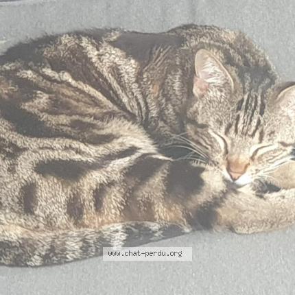 Photo 3/3 LUMIO Chat perdu à Contes