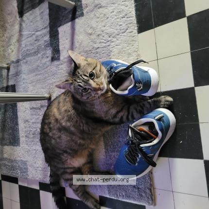 Photo 1/1 Chat retrouvé Perdu à Lailly En Val