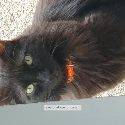 Photo de chat trouvé à Crolles