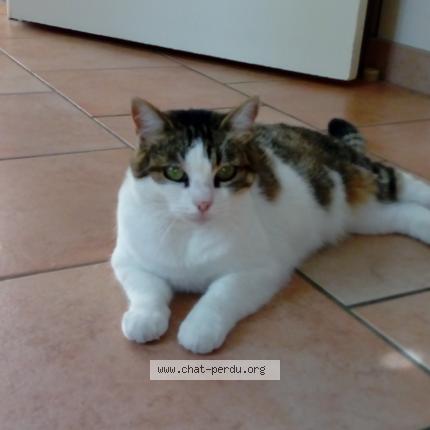 Photo 1/1 Chat retrouvé Perdu à Doue en anjou