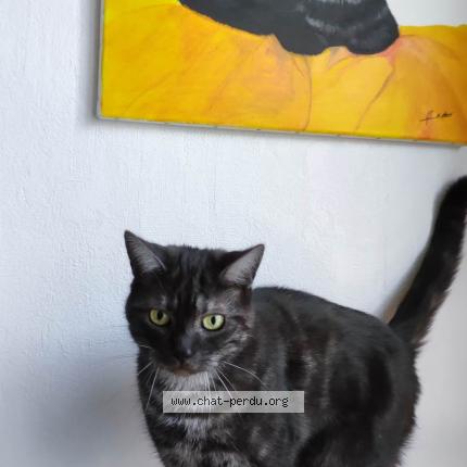 Photo 1/1 Chat retrouvé Perdu à Brest