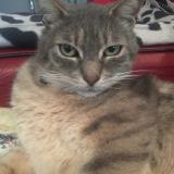 Photo de chat perdu à Rillieux La Pape