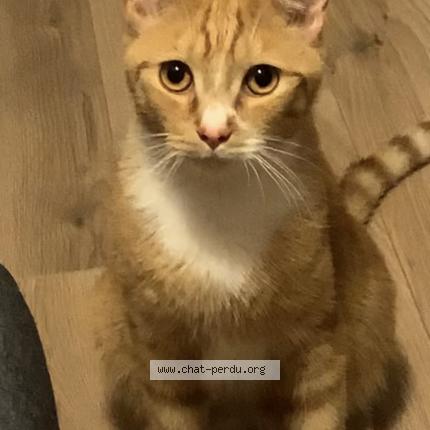 Photo de chat perdu à Maison Feyne