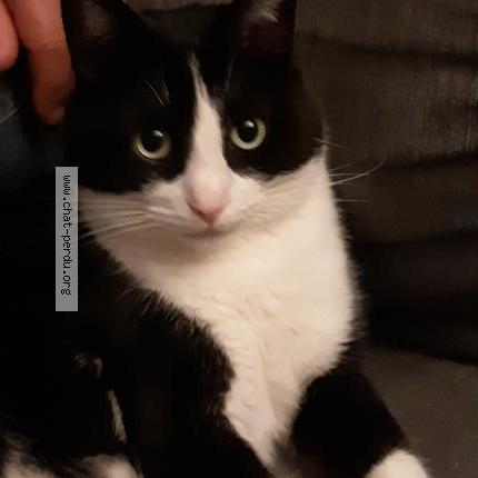 Photo de chat perdu à Merignac
