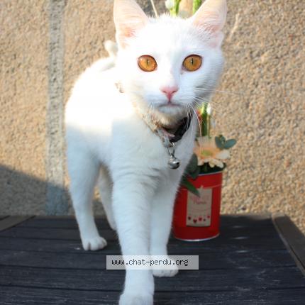 Photo de chat perdu à Pannecieres