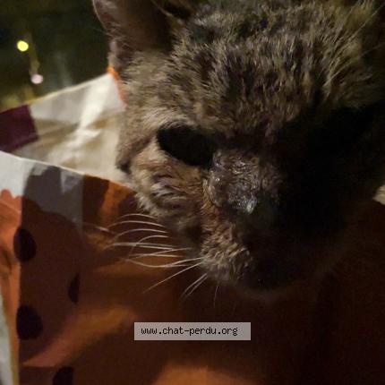 Photo 1/1 Chat retrouvé Trouvé à Viry Chatillon