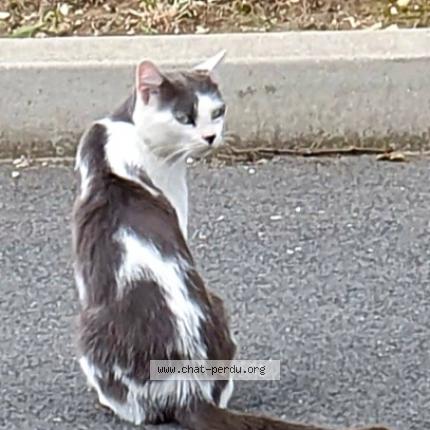 Photo de chat trouvé à Orly