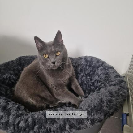 Photo 1/1 Chat retrouvé Perdu à Quimper