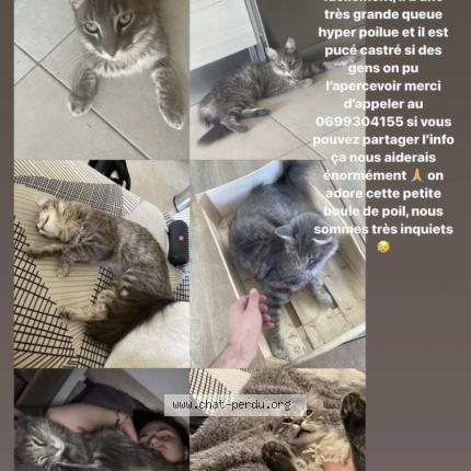 Photo de chat perdu à Montpellier
