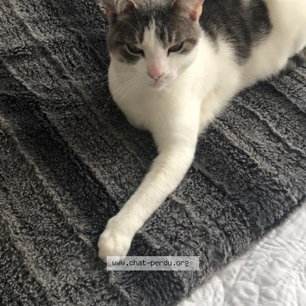 Photo de chat perdu à Ermont