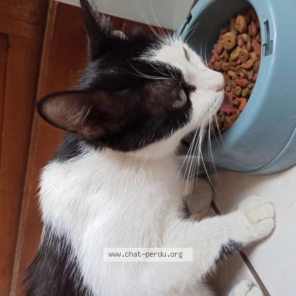 Photo de chat perdu à Les Sables D Olonne