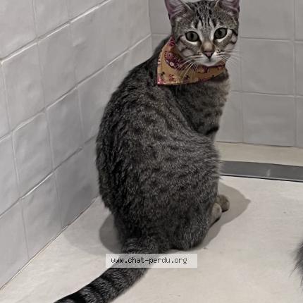Photo de chat perdu à Saint Cyr Sur Mer