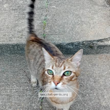 Photo 1/1 Chat retrouvé Trouvé à Montfort le genois