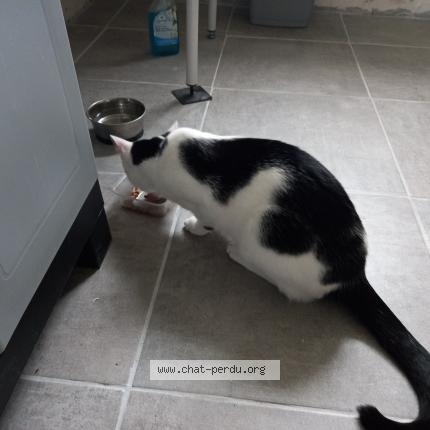 Photo 1/1 Chat retrouvé Perdu à Charentilly