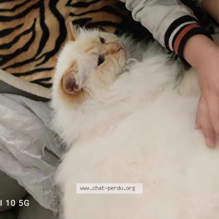 Photo de chat perdu à Moirans