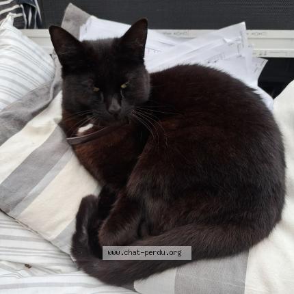 Photo de chat perdu à La Rochelle